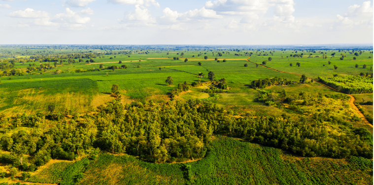 Palada Agriculture Land